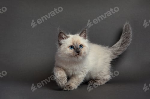 Preview: Cute fluffy kitten against gray background. Space for text
