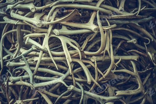 Preview: Pile of Deers Antlers