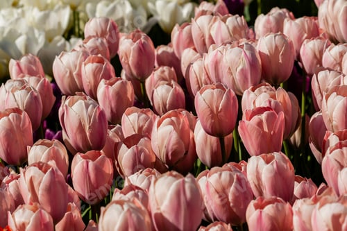 Preview: Macro of pink tulips on a background of green grass