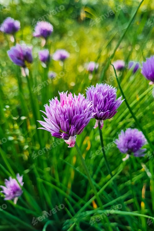 Preview: Purple onion flower close up. Natural background. Growing chive in garden.
