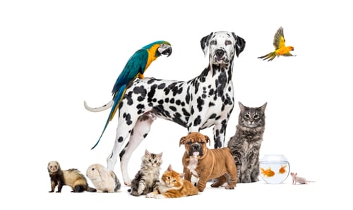 Preview: Group of pets posing around a Dalmatian, together with dog, cat, ferret, rabbit, bird, fish, rodent