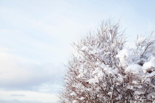 Preview: Snow-covered landscape