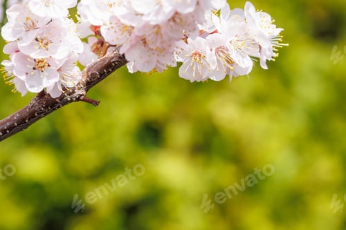Preview: Blooming cherry blossom tree in spring, with delicate pink flowers