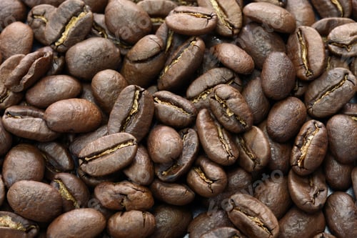 Preview: kopi luwak