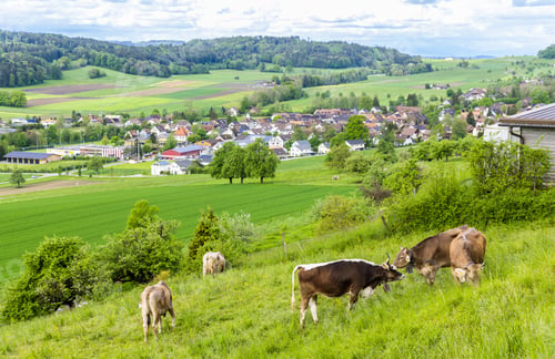 Preview: Cows graze on meadows on hills against the backdrop of a village