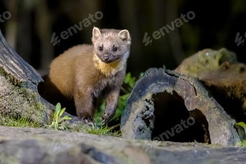 Preview: Pine marten on trunk in forest at night