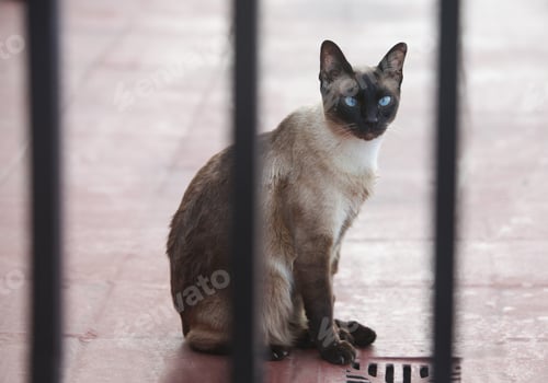 Preview: Siamese Cat Behind Bars