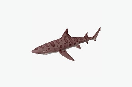 Preview: Spotted shark, lateral view