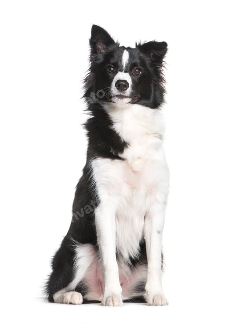 Preview: Border Collie, 7 months old, sitting in front of white background