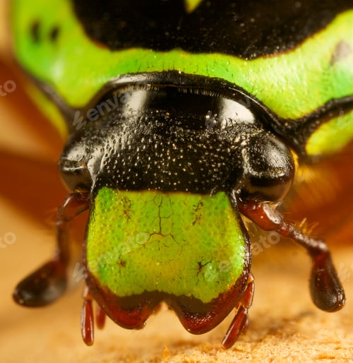 Preview: Green fiddler beetle portrait