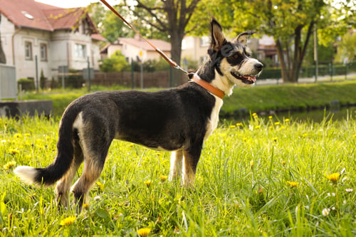 Preview: Cute dog with leash on green grass in park