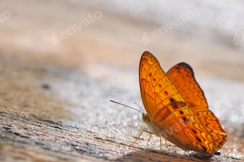 Preview: butterfly