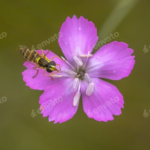 Preview: Maiden pink flower with hoverfly