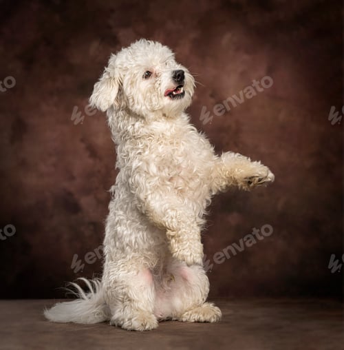 Preview: White bichon frise dog begging food standing