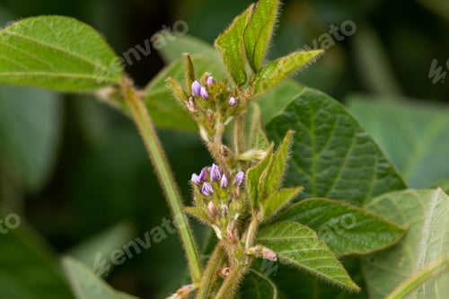 Preview: Soy flowers in sunny field. Green growing soybeans