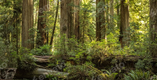 Preview: Scenic Sunny Afternoon in the Ancient Redwood Forest