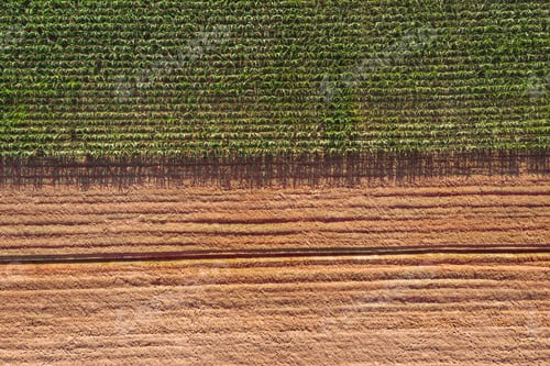 Preview: A vast expanse of crops, blending green and brown hues.