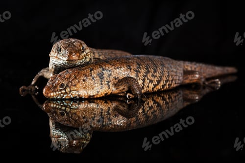 Preview: Pair of Cunningham skinks - Egernia cunninghami - native to Aust
