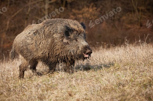 Preview: Huge wild boar with open mouth on a meadow with dry grass