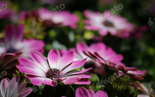 Preview: Beautiful Pink and White Flowers in Garden Setting