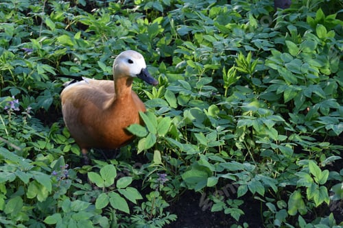 Preview: Duck standing on a green grass near lake