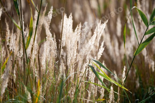 Preview: Beautiful blooming spikelets of reeds in the setting sun.