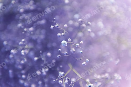 Preview: gypsophila flowers background, color of the year toning violet Very Peri