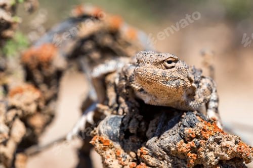 Preview: Close portrait of Phrynocephalus helioscopus agama in nature