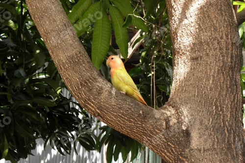 Vista previa: lovebirds, lover bird, lovely