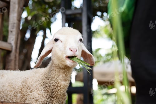 Preview: Funny lamb at petting zoo.