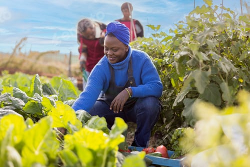 Preview: group of African people taking care of an ecological garden