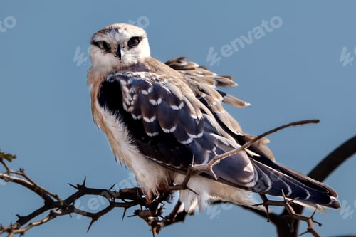 Preview: Hawk bird perched atop a slender tree branch, with a cloudless sky in the background