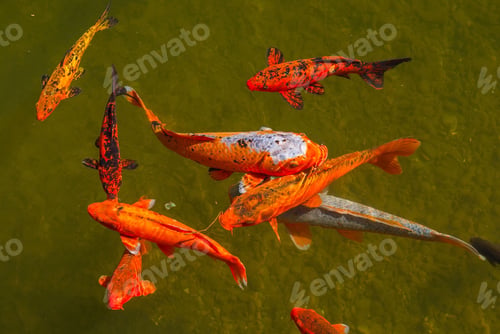 Preview: Closeup top view of Koi fish in orange color and dots swimming in the water