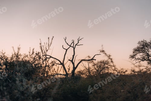 Preview: Beautiful landscape in Namibia during sunset, golden hour