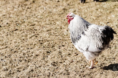 Preview: Free range chickens