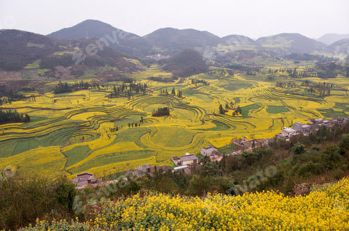 Preview: View of village and field terraces of blooming oil seed rape plants in valley, Luoping,Yunnan, China