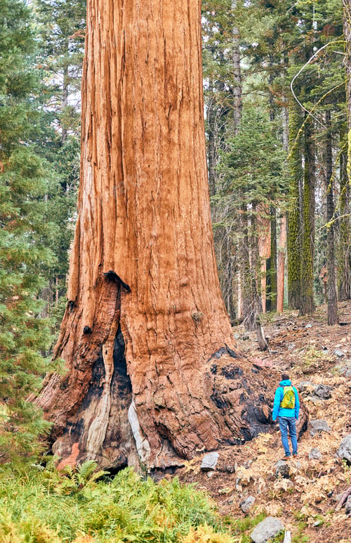 Preview: Tourist With Backpack Hiking In Sequoia National Park. California, United States.