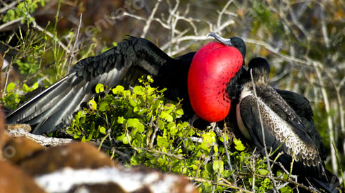 Preview: Magnificent Frigatebird, Galápagos National Park