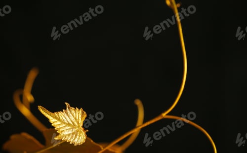 Preview: Golden Leaves Of Grapes On A Black Background
