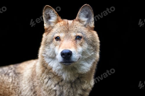 Preview: Wolf hunting in the forest
