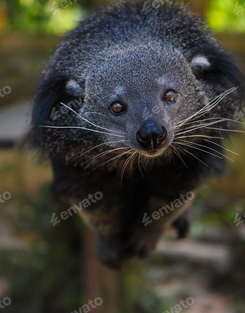 Preview: Binturong or bearcat (Arctictis binturong)