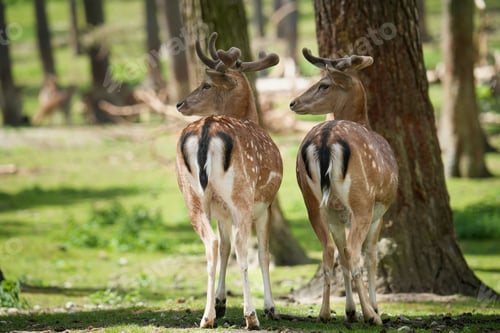 Preview: Two Reindeer standing in a green park and looking to the left