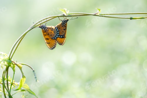 Preview: butterfly