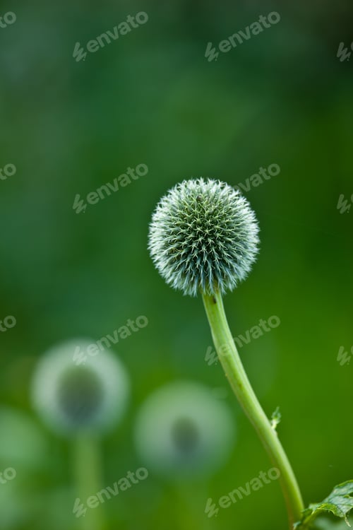 Preview: Globe Thistle flowers
