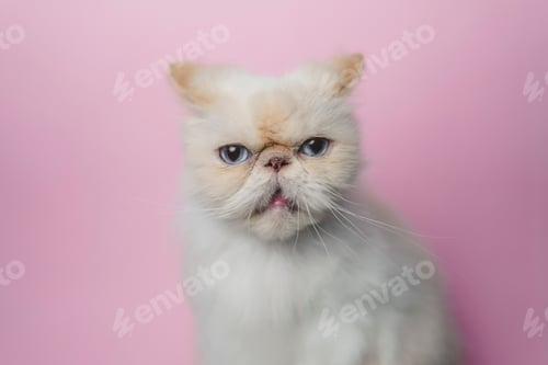 Preview: White Cat with Blue Eyes on Pink Backdrop