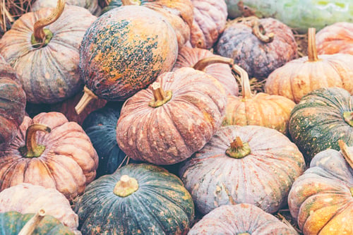 Preview: Diverse assortment of pumpkins on a wooden background. Autumn harvest.