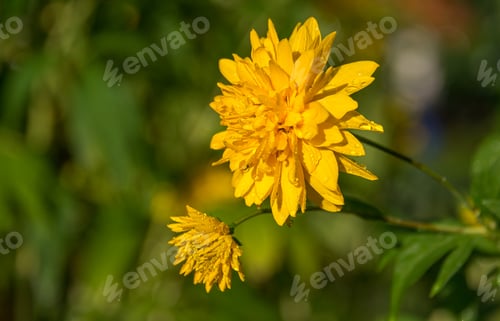 Preview: Mountain flowers in Julian alps