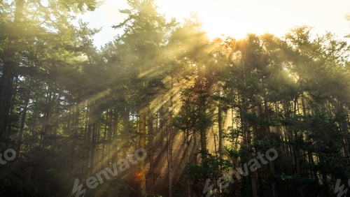 Preview: Glow In The Forest Trees, Deception Pass State Park Washington
