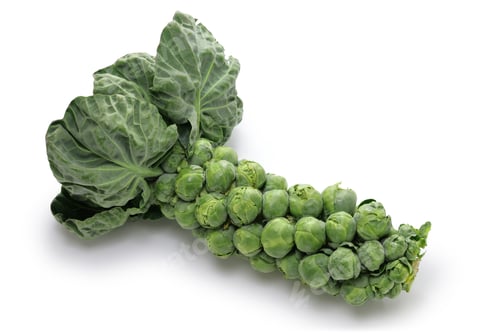 Preview: Harvested brussels sprouts on stalk