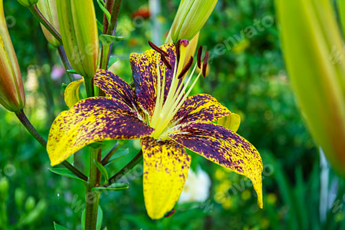 Preview: Summer flower background. Beautiful Lilium flower photos outdoors.